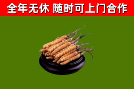 港口镇烟酒回收冬虫夏草.jpg